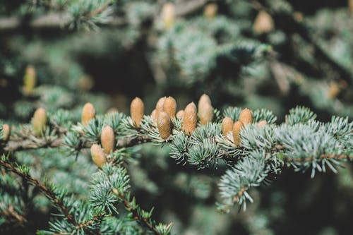 Blossom of a Conifer 