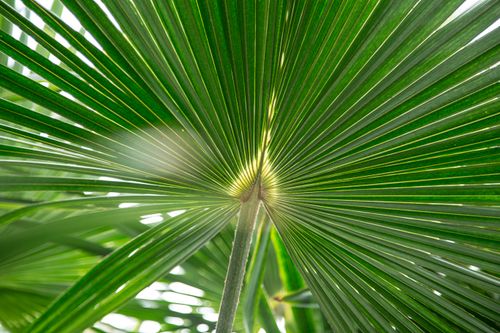 Free Detailed close-up of a green anahaw leaf showcasing its vibrant, radial pattern and natural beauty. Stock Photo