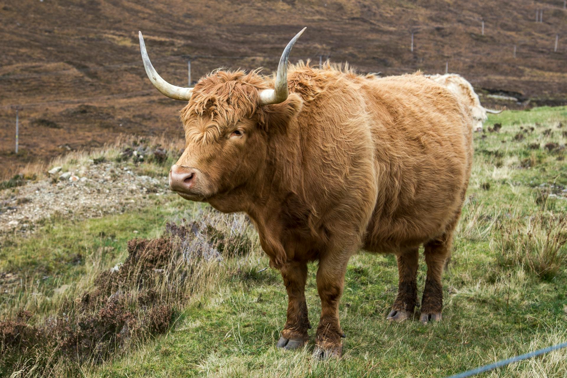 Side view of domestic Scotland Highland purebred cow with brown fur and long horns pasturing in grassland