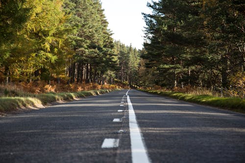 Empty straight road through coniferous forest