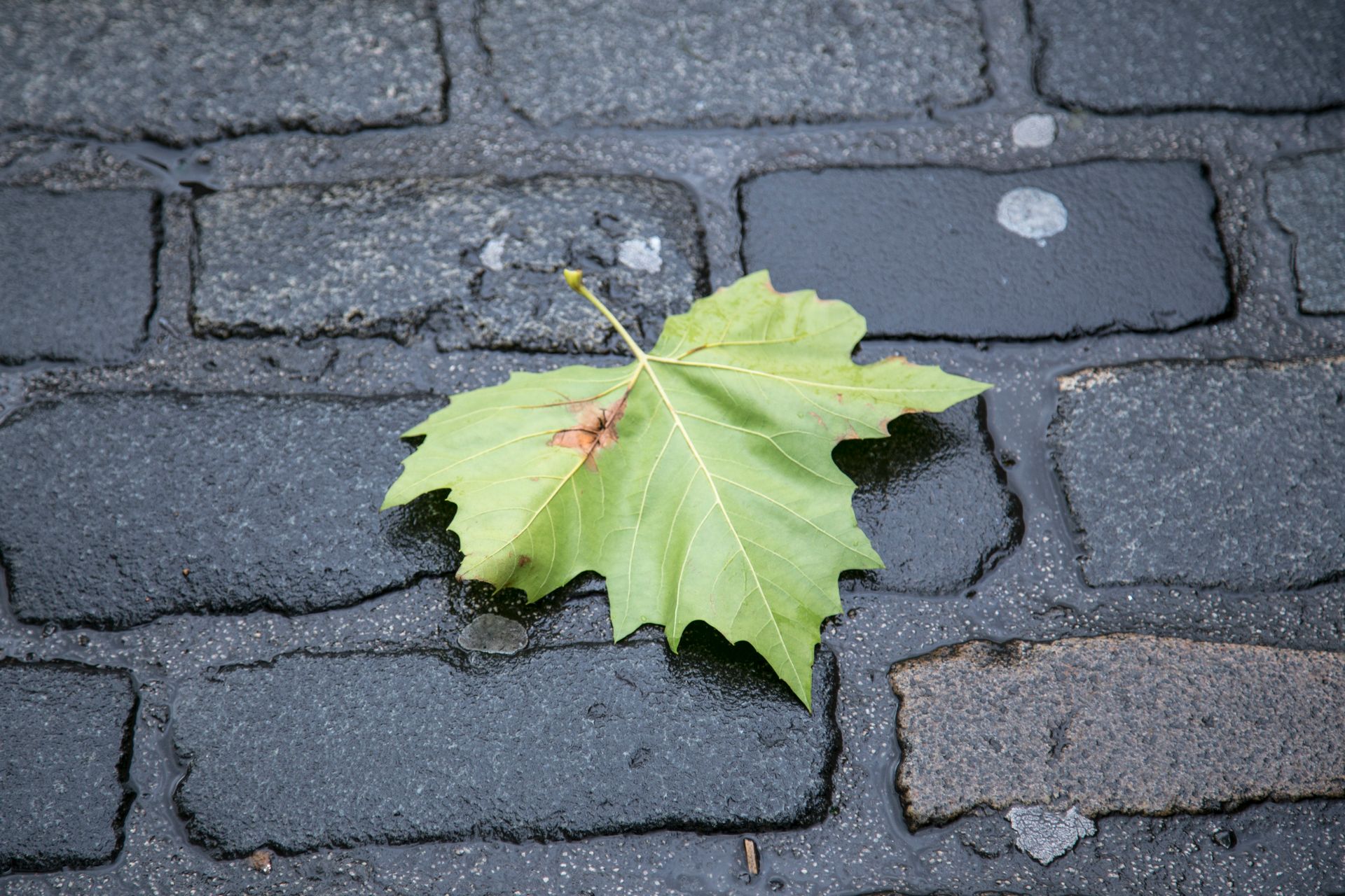 From above of fallen dry leaf of deciduous tree on wet paved street in autumn day