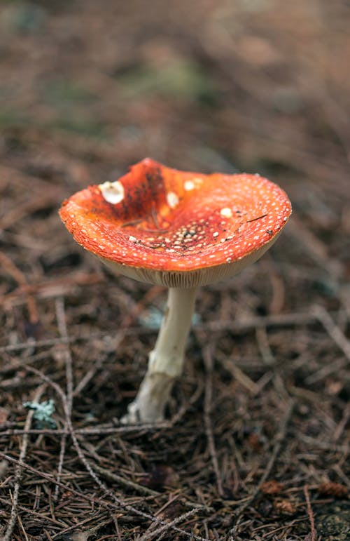 Free Poisonous Amanita Muscaria fungus poisonous toadstool with red cap and fluffy white spots in dry grass in forest Stock Photo