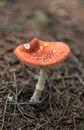 Poisonous Amanita Muscaria fungus poisonous toadstool with red cap and fluffy white spots in dry grass in forest