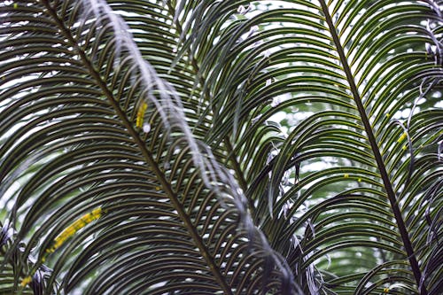 From below of palm branches growing in tropical rainforest with exotic vegetation in daylight