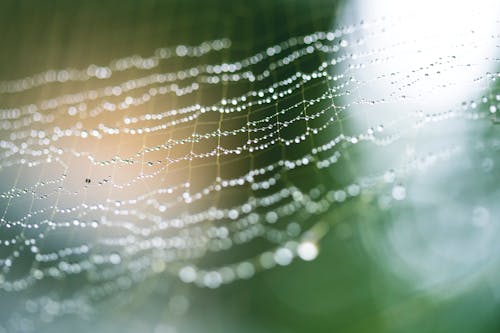 Wet cobweb with dew in sunny nature