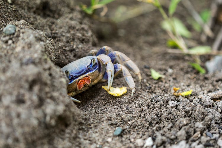 Blue Crab Crawling On Stony Ground