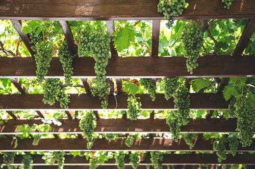 From below green grape vines growing on spacious wooden pergola in vineyard on sunny weather