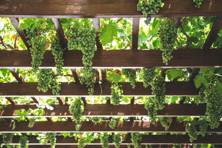 Vineyard With Wooden Pergola On Sunny Day