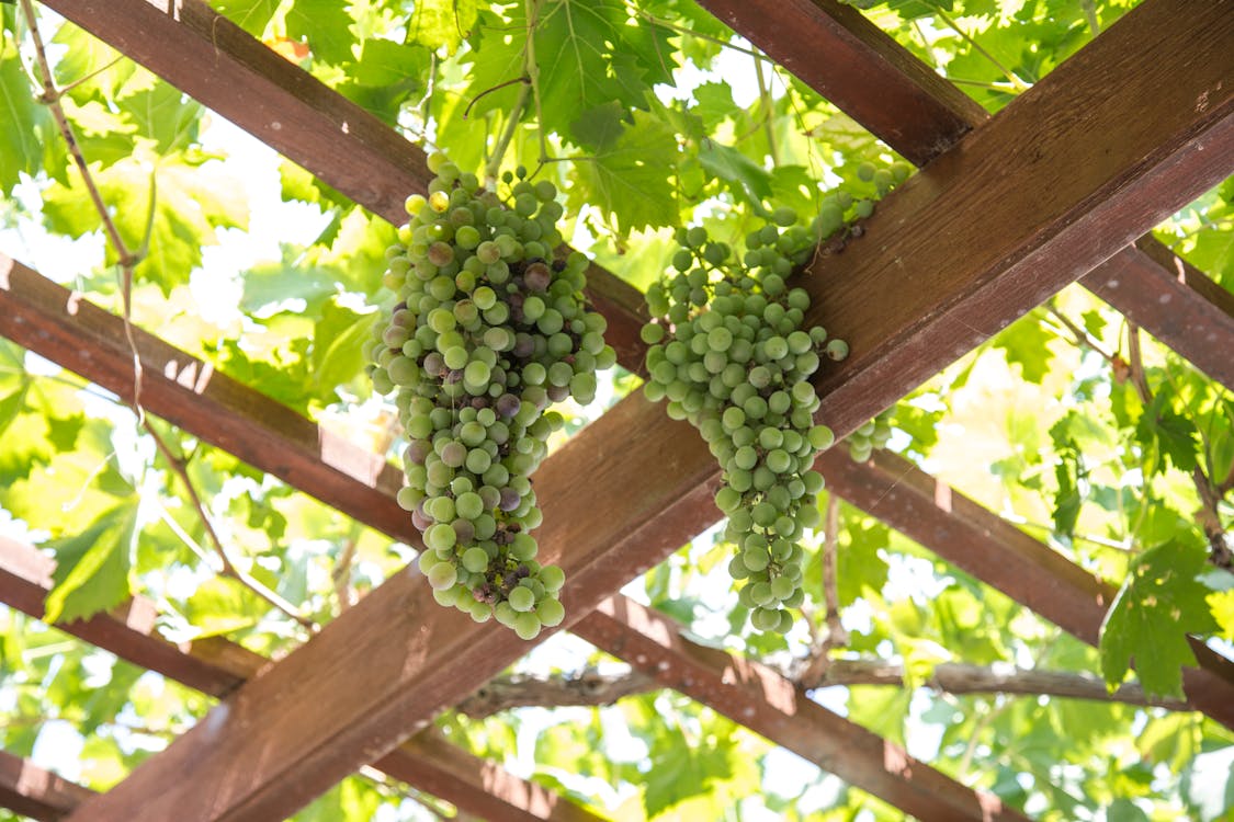 Free Vines growing on wooden pergola in vineyard Stock Photo