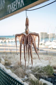 Octopus hanging on metal hook as decoration in seafood restaurant in coastal sunny town