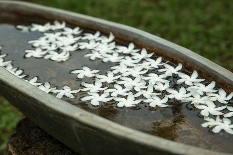 White Petals Floating In Stone Bowl In Garden