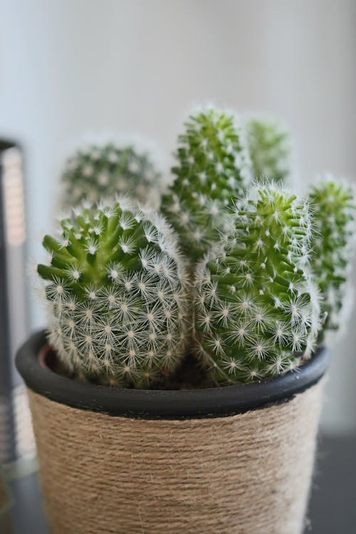Decorative prickly cacti cultivated in small pot and placed on black table in light living room