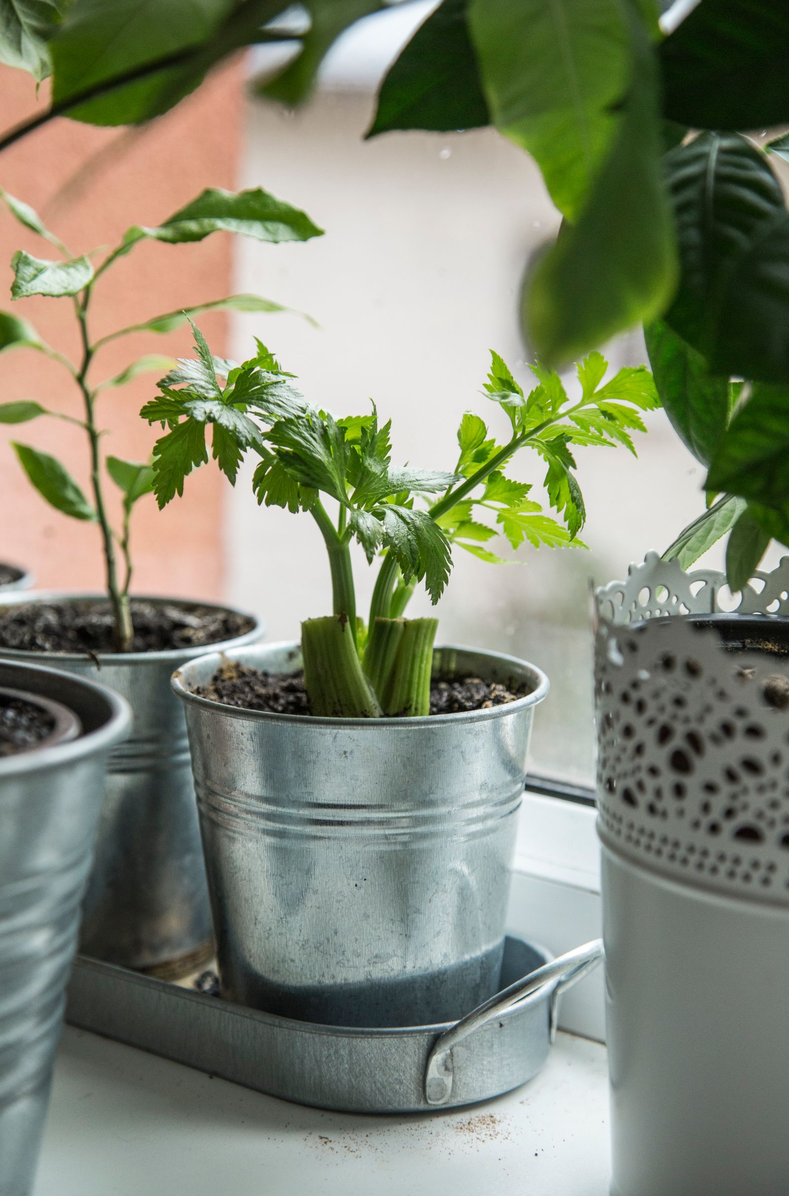 Herbs growing in pots on a windowsill
