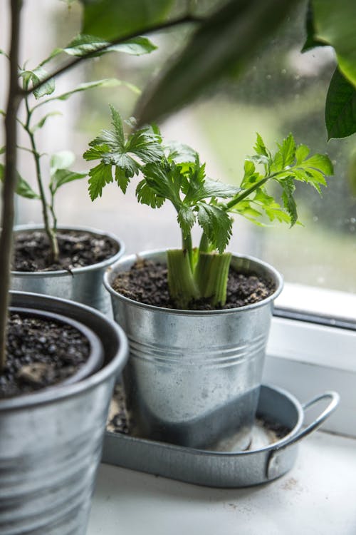 Free Potted greens on stems in metal buckets with soil placed on windowsill and growing near window with blurred street on background Stock Photo