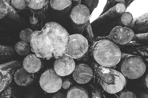 Stack of logs in rural area