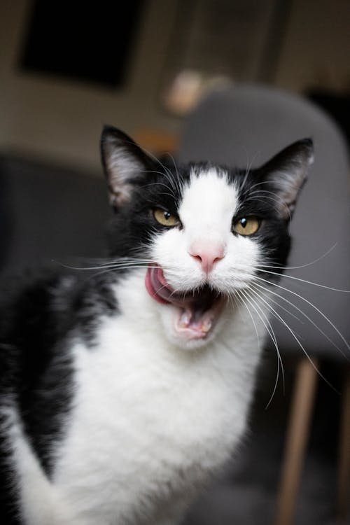 Close-up Photo of Cat licking its Mouth 