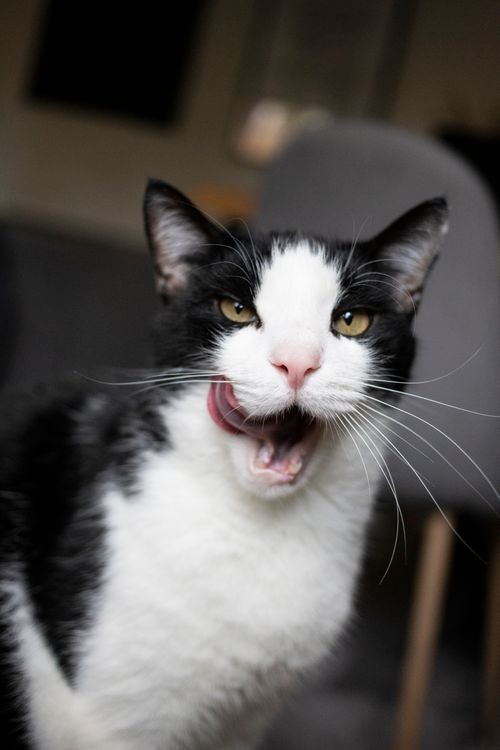 Free Adorable fluffy cat sitting on floor in kitchen and licking muzzle after dinner Stock Photo