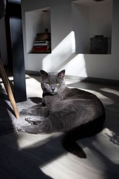 一只灰猫懒洋洋地躺在室内，阳光透过百叶窗照进来，形成鲜明的对比