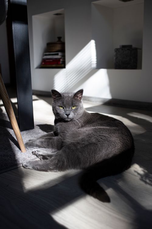 Free A gray cat lounges indoors, basking in sunlight streaming through blinds, creating striking contrasts. Stock Photo