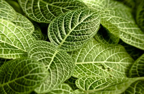 Leaves of exotic plant in garden