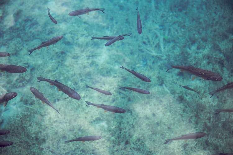 Flock Of Sea Fish In Water