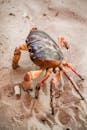 High angle of crab creeping on dry sand near ocean water in summer