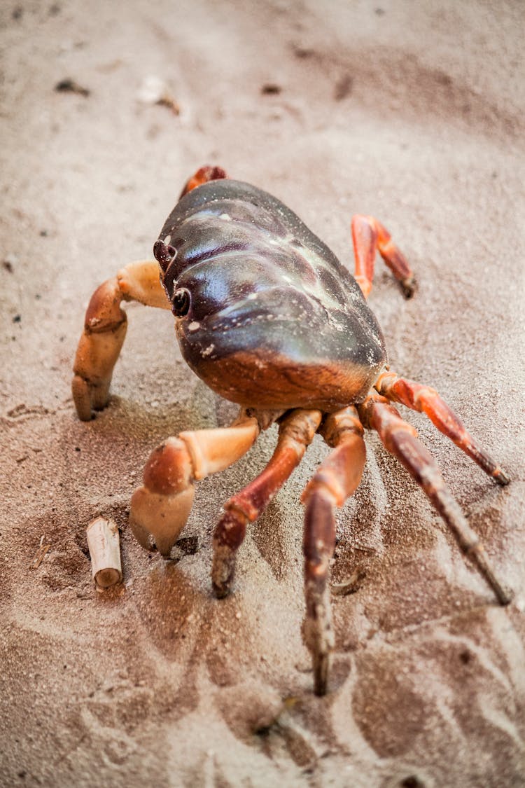 Crab On Sandy Beach Near Sea