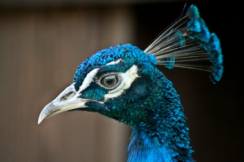 Side view of wild peacock with long beak and green eyes standing in nature