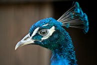Blue exotic peafowl in urban park
