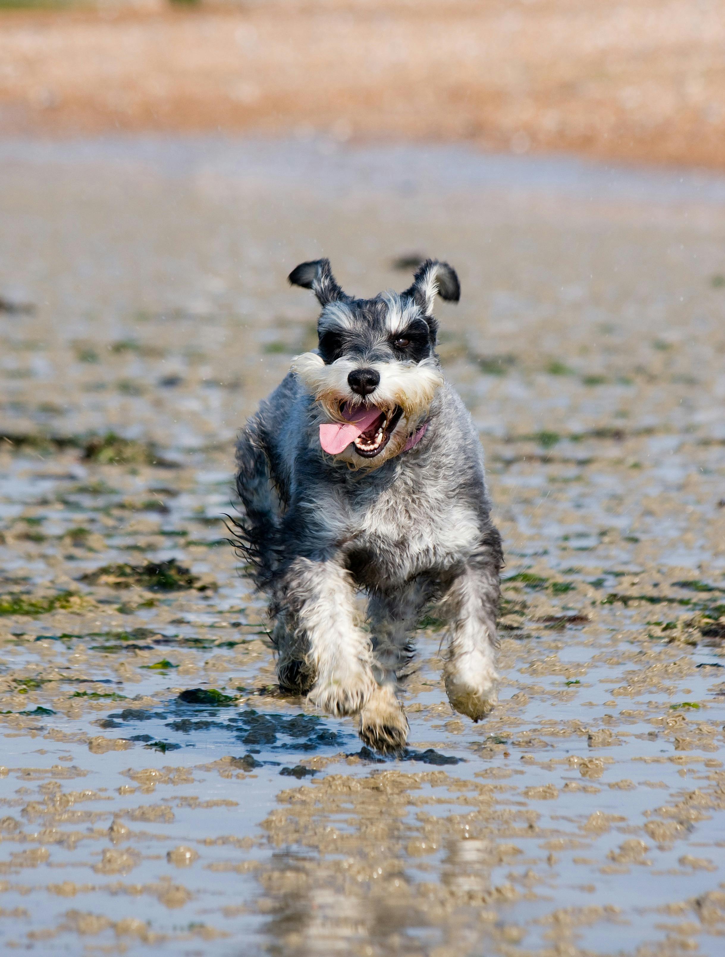 The Weiner Dog Schnauzer Mix