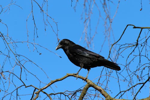 Czarny Ptak Wrona