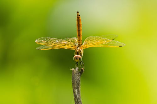 Free Macro Shot of a Dragonfly Stock Photo