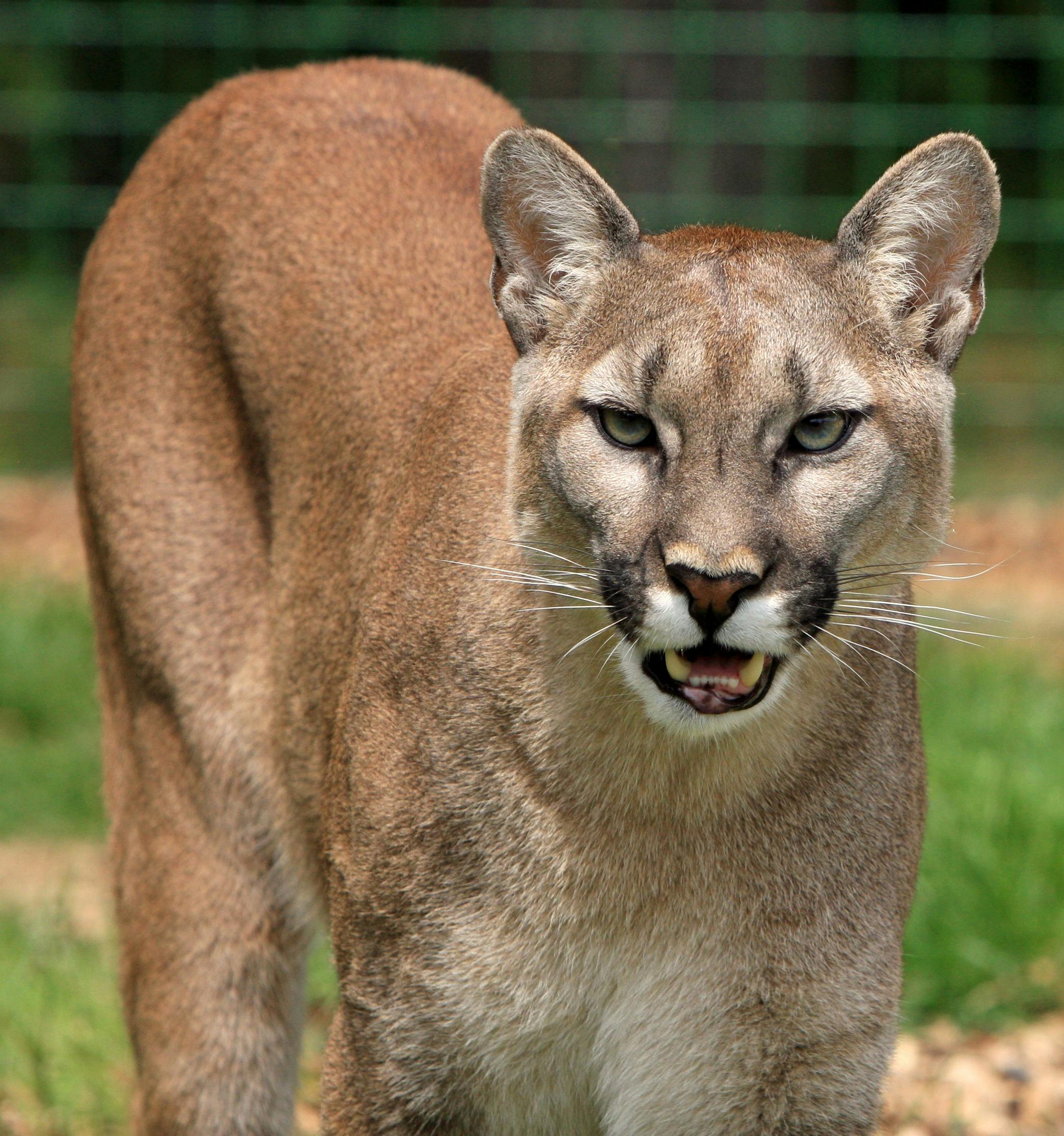 cougar-animal-free-stock-photo