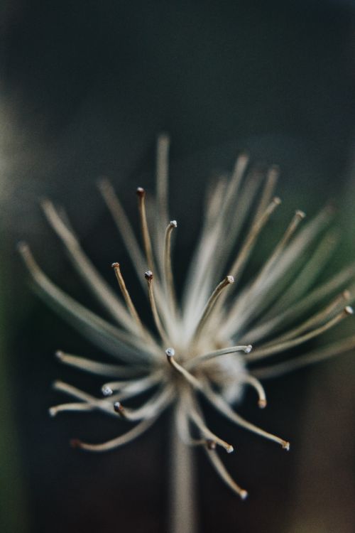 Free Macro shot of a dried flower with blurred background, highlighting intricate details. Stock Photo