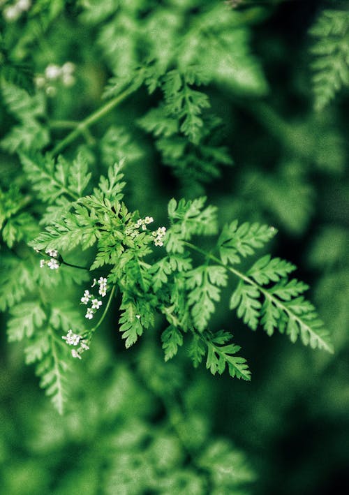 Close-Up Shot of Green Leaves