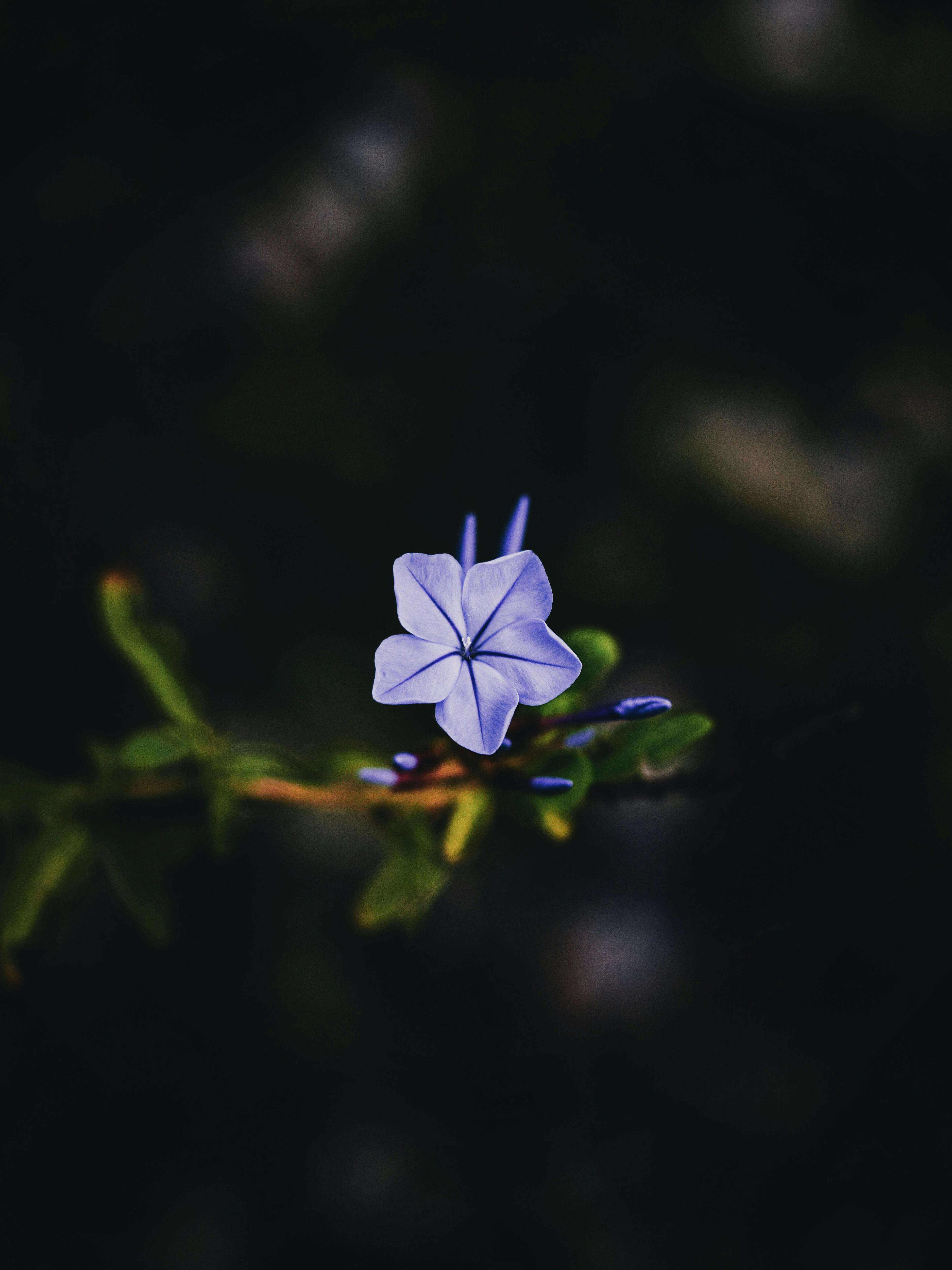 Forget-me-not flowers on purple Photograph by Sari ONeal - Pixels