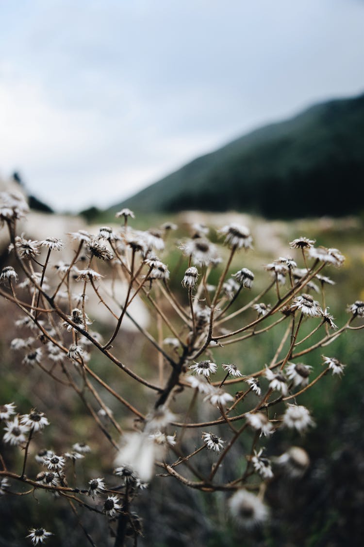 Dried White Daisy Flowers 