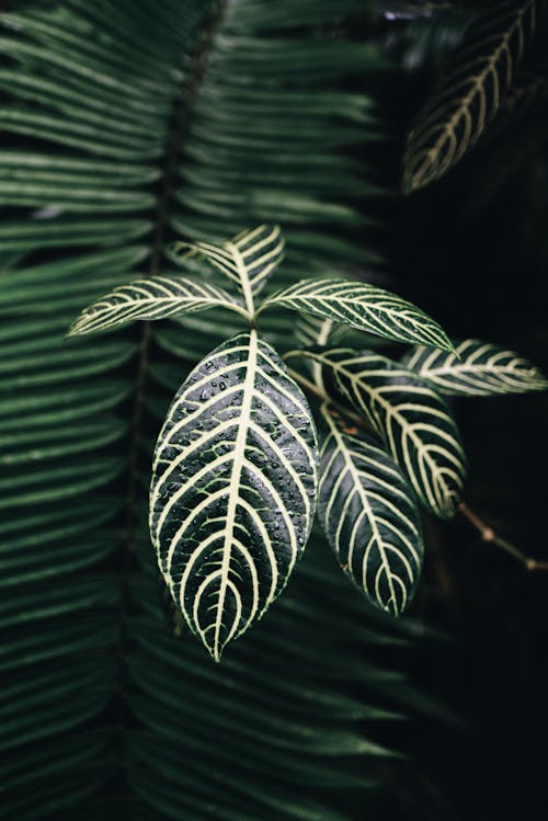 Foto d'estoc gratuïta de fons borrós, fulles, planta