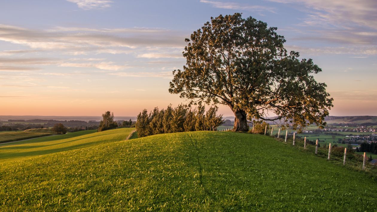 Scenic landscape of green tree on meadow · Free Stock Photo