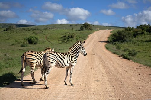 Zebras standing on path in savanna