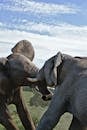 Fierce battle of massive elephants measuring strength on summer day in national park against cloudy sky during fight with tusks