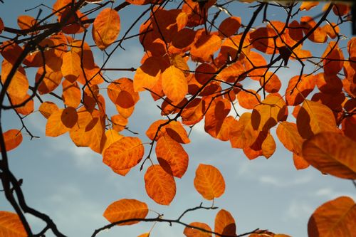 Free Bright orange autumn leaves on branches set against a clear blue sky. Stock Photo
