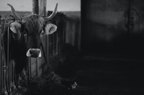 Domestic bull standing in paddock