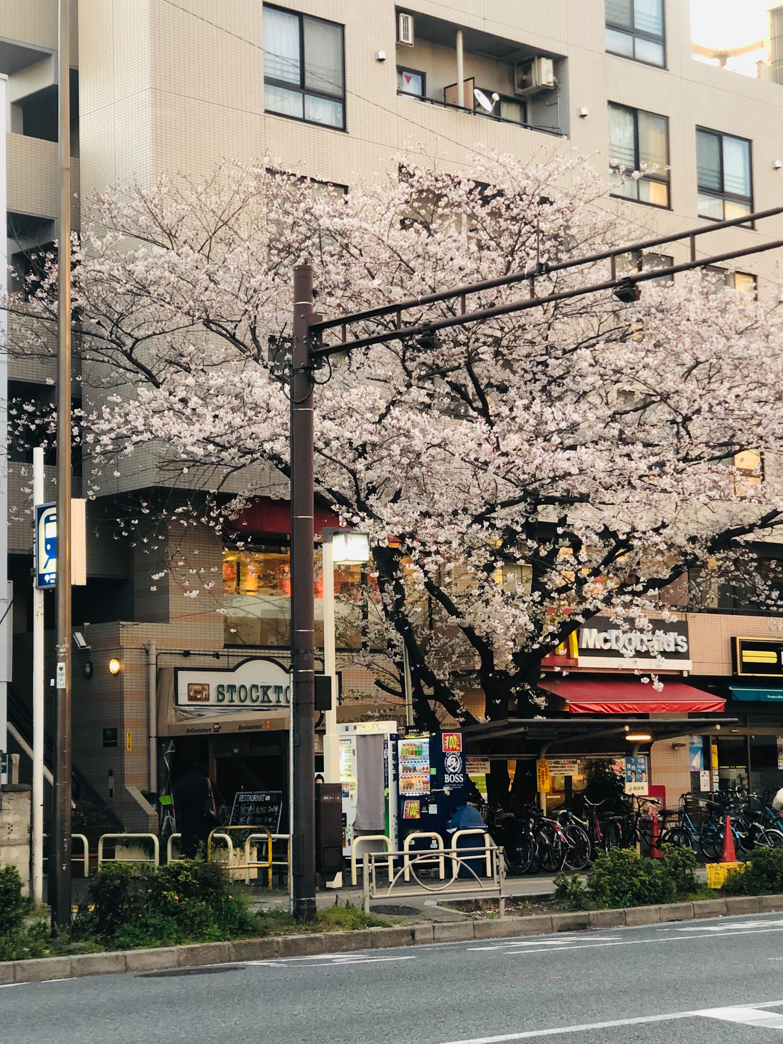 日本东京板桥市一家街头咖啡馆附近的樱花树正在盛开