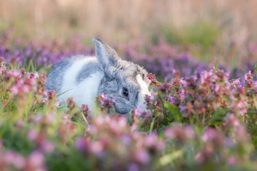 Free Cute Bunny among Flowers Stock Photo