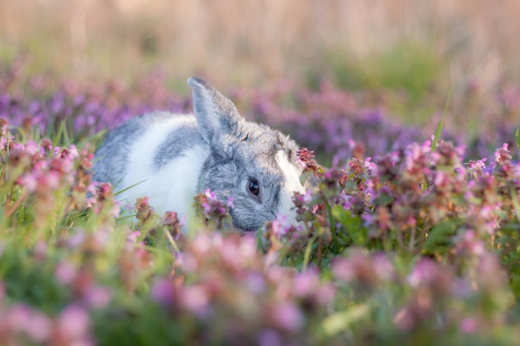 Cute Bunny Among Flowers