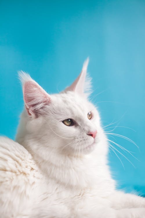 Cat against Blue Background