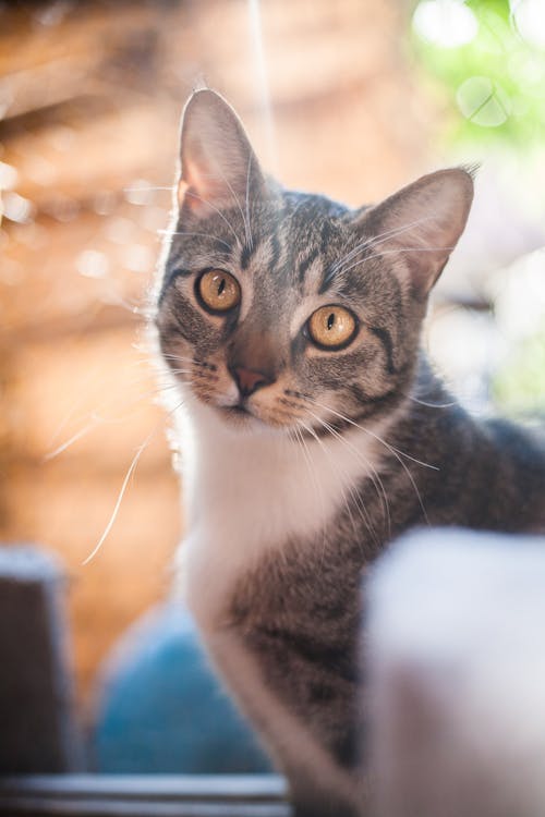 Portrait of Cute Cat