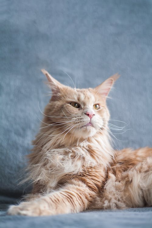Portrait of Graceful Cat
