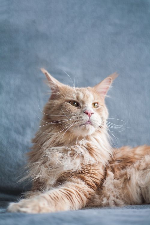 Free Close-up portrait of a relaxed Maine Coon cat lying indoors on a cozy surface. Stock Photo